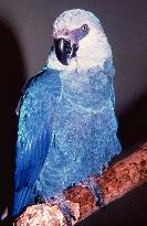 Brazil imports blue macaw female to breed in captivity